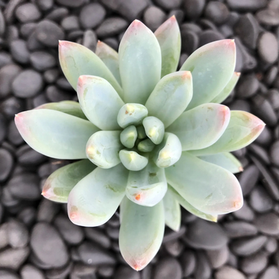 Pachyphytum Hookerii (Bare Rooted)