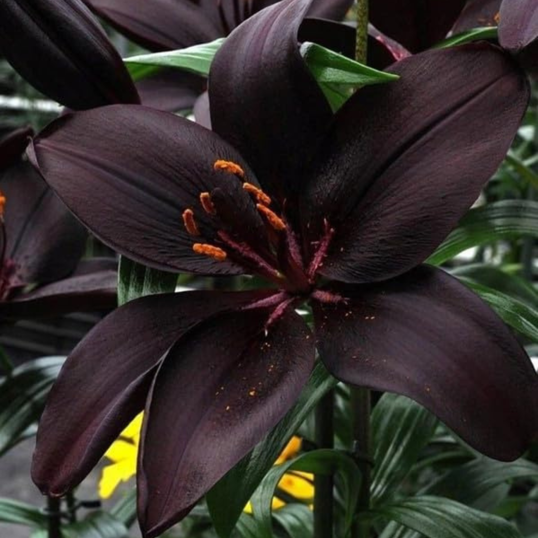 Black Asiatic Lily - Flower Bulbs (Rare)