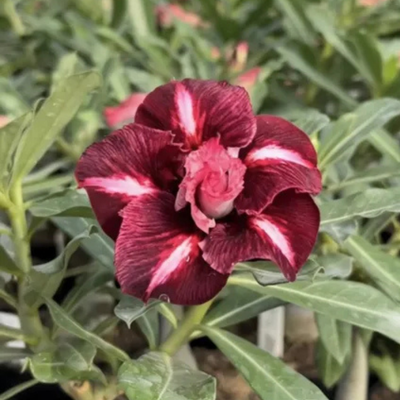 Adenium Rosy - Black Stone Bare Rooted Plant (Grafted)