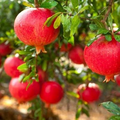 Bhagwa Anar Grafted Tree