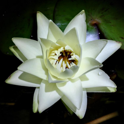 Prolifera Tropical Waterlily (Night Bloomer)