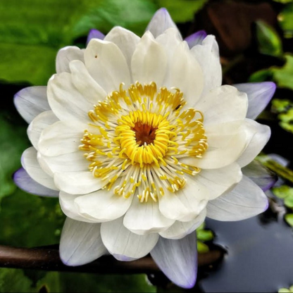 Mermaid Australian Waterlily
