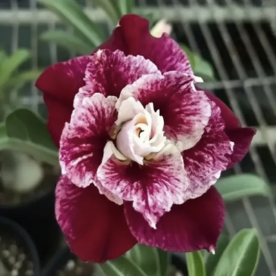 Adenium Rosy - Sissy Bare Rooted Plant (Grafted)