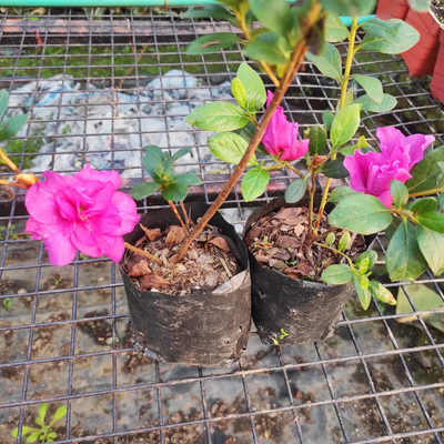 Azalea Shanghai Baby Hybrid