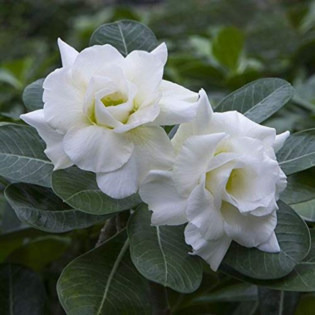 Adenium Rosy - Snow White Bare Rooted Plant (Grafted)