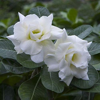 Adenium Rosy - Snow White Bare Rooted Plant (Grafted)