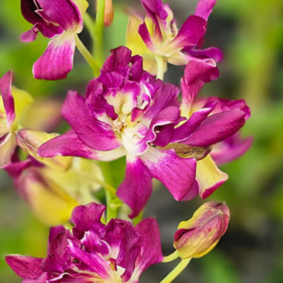 Dendrobium Rose Betty Red (Blooming Size)