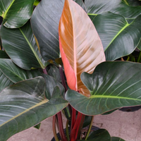 Philodendron Congo Rojo