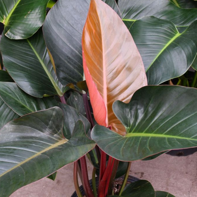 Philodendron Congo Rojo