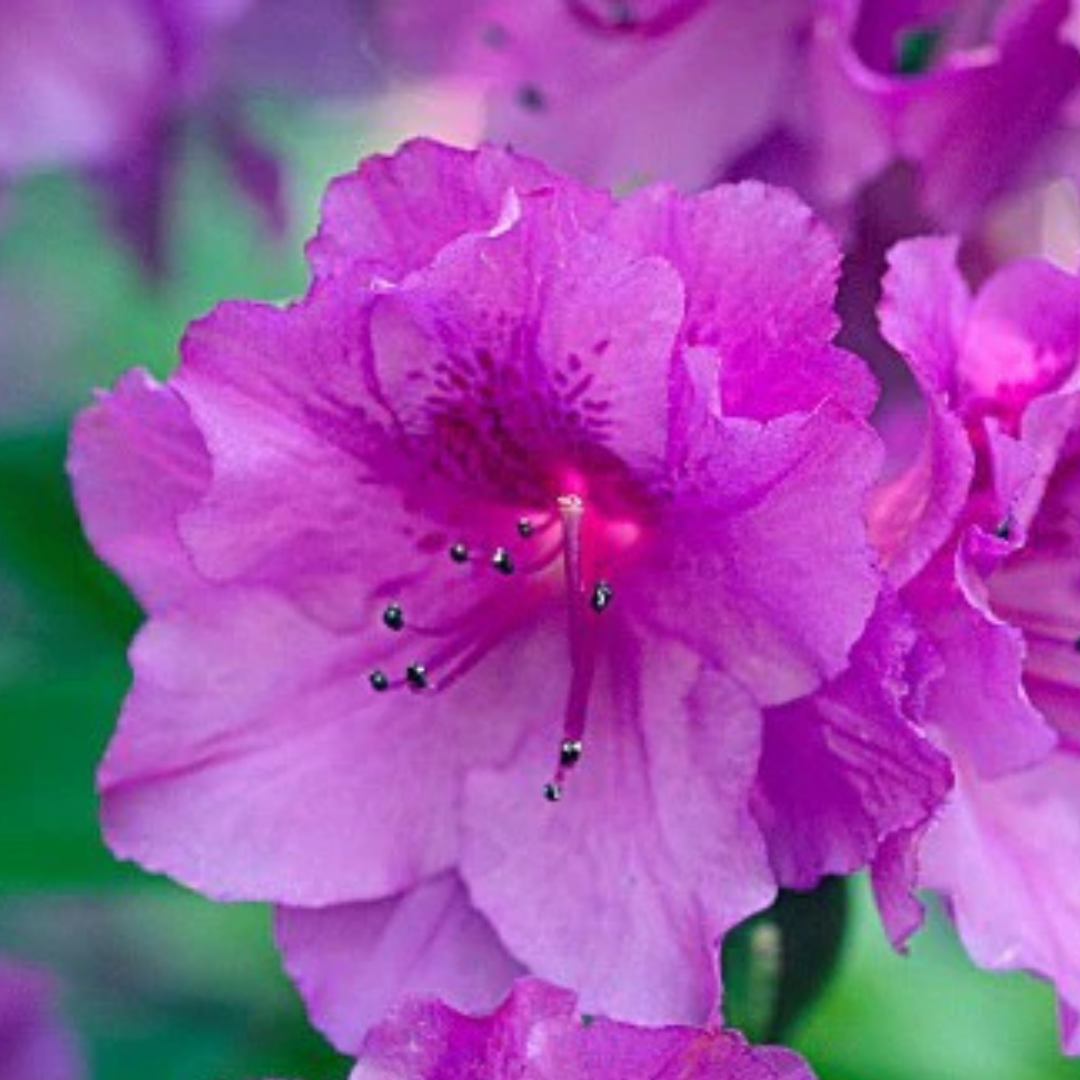 Azalea Purple (Double Flower) Plant