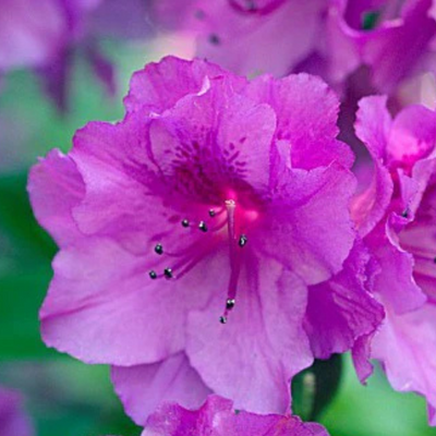 Azalea Purple (Double Flower) Plant