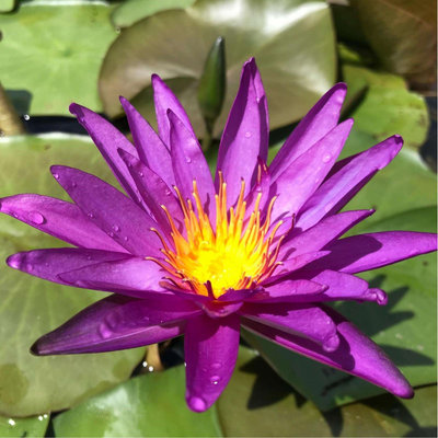 Detective Erika Hardy Waterlily