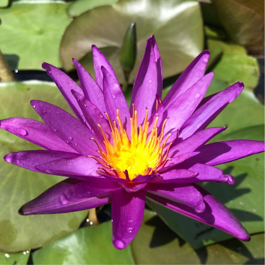 Detective Erika Hardy Waterlily