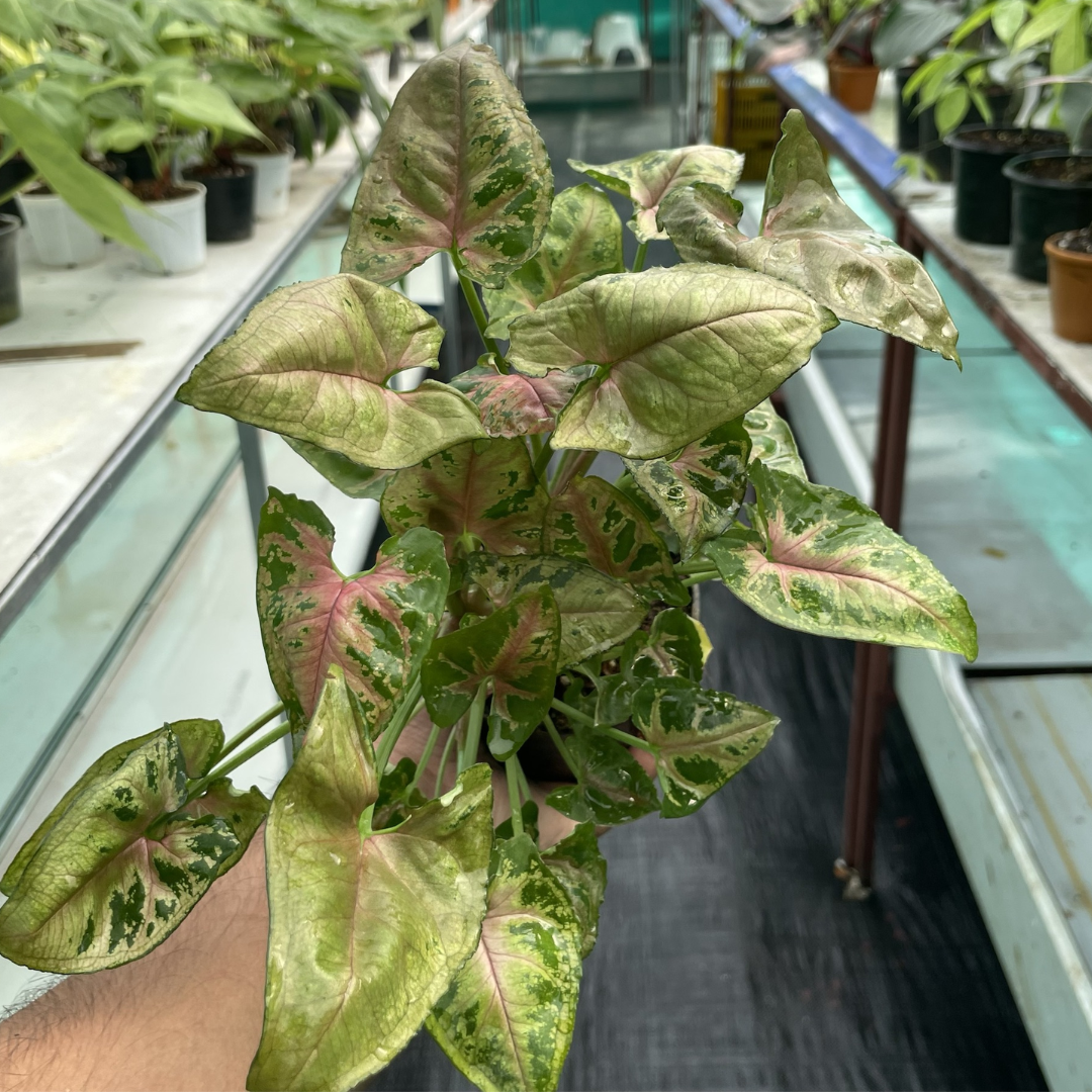 Syngonium Mini allusion