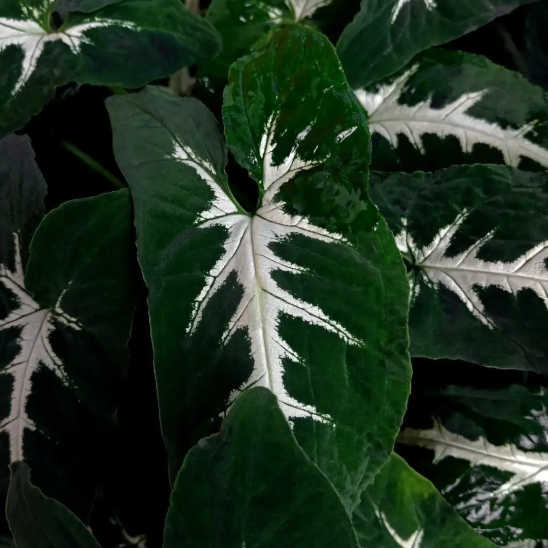 Syngonium Wendlandii