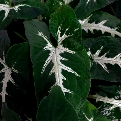 Syngonium Wendlandii