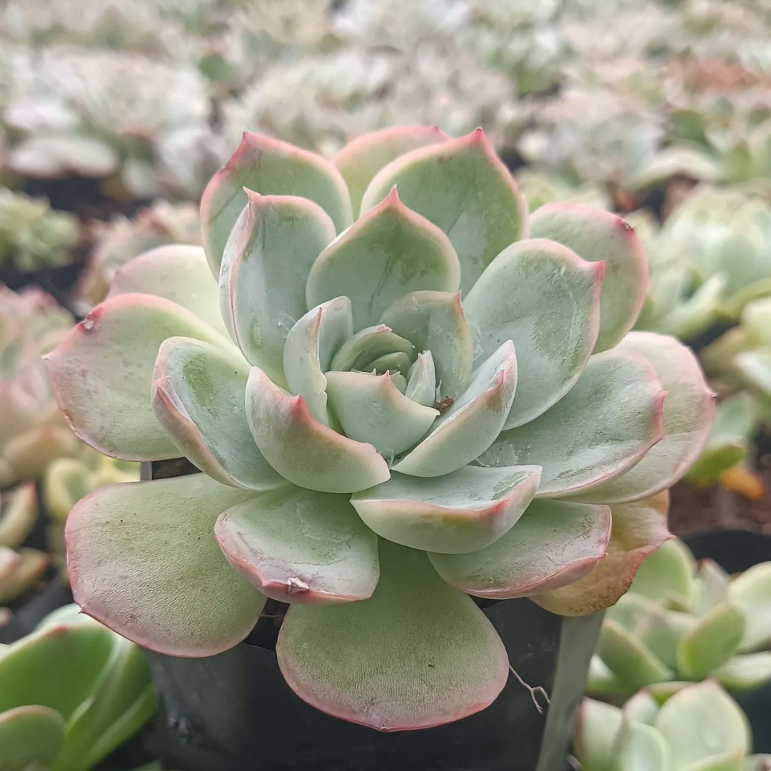 Echeveria Moon Fairy (Bare Rooted)
