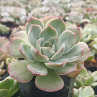 Echeveria Moon Fairy (Bare Rooted)