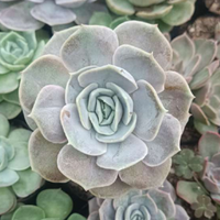 Echeveria Blue Surprise (Bare Rooted)