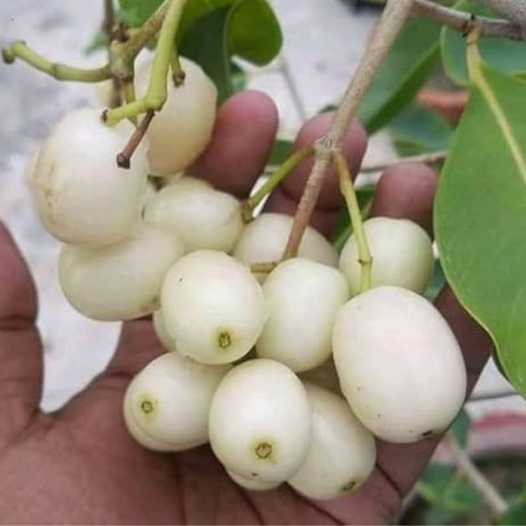 Thai White Jamun Grafted Tree