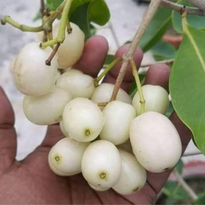 Thai White Jamun Grafted Tree