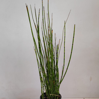 Horsetail (Bamboo Plant)