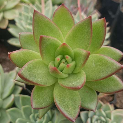 Echeveria Agavoids (Bare Rooted)