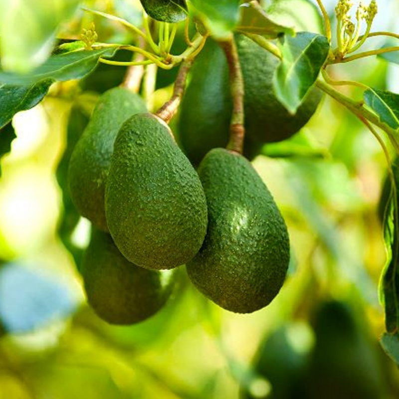 Hass Avocado Grafted Tree