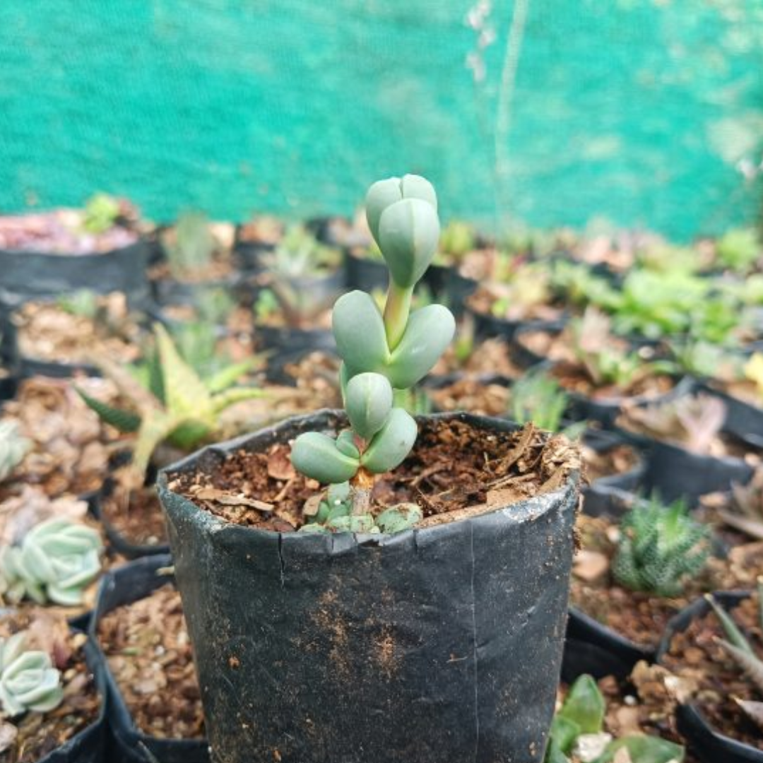 Corpuscularia lehmannii (Non-Variegated) (Bare Rooted)