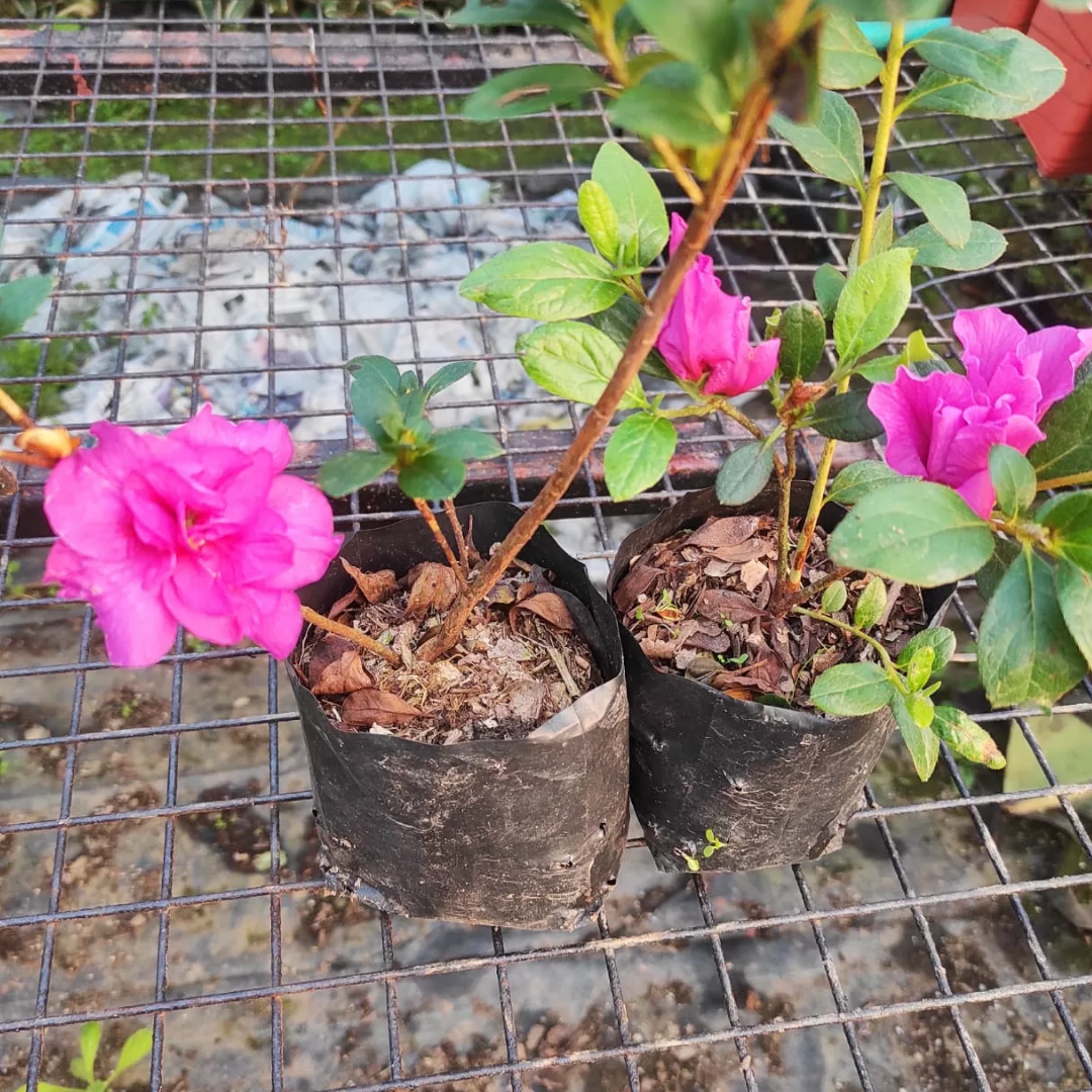 Azalea Shanghai Baby (Double Flower) Plant