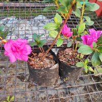 Azalea Shanghai Baby (Double Flower) Plant