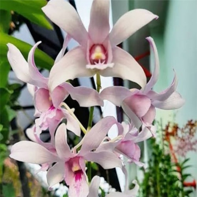 Dendrobium Chanel (Blooming Size)
