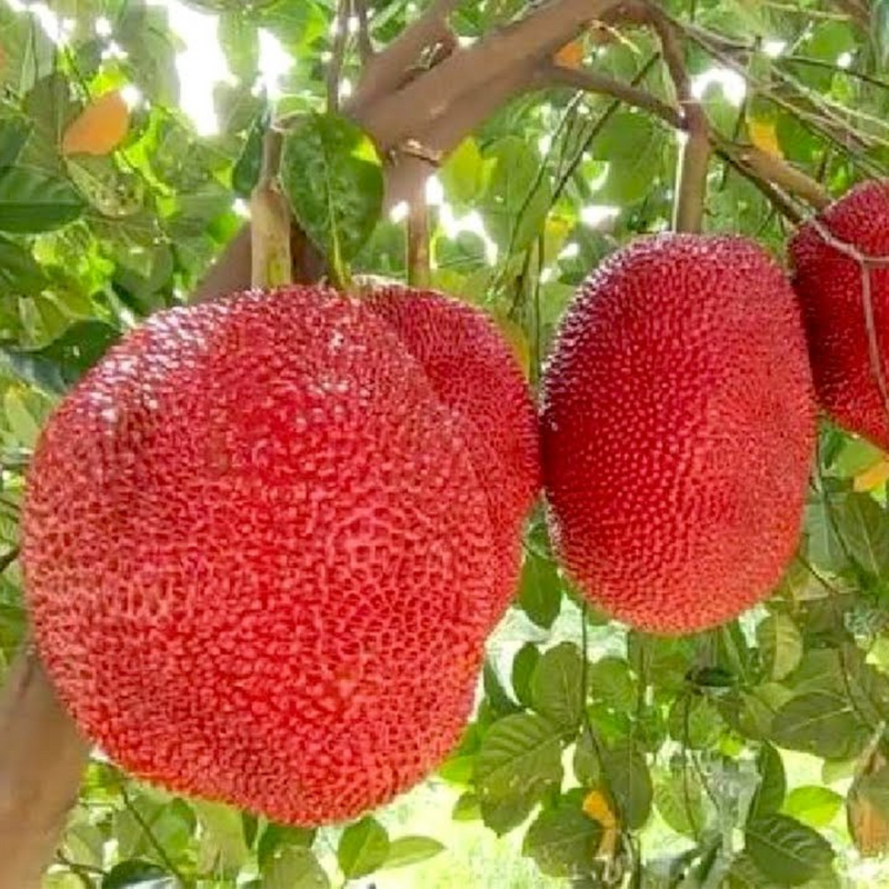 Red Jackfruit Grafted Tree