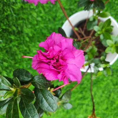 Azalea Australian Light Purple (Double Flower) Plant