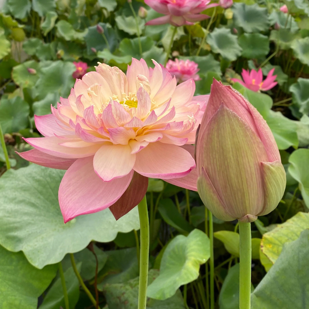 Jin Se Lotus Tuber