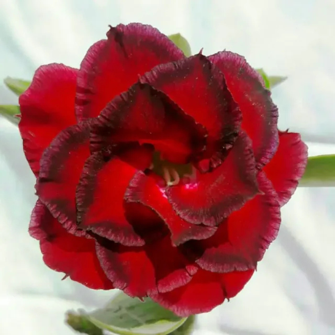 Adenium Rosy - Crimson Ruffle Bare Rooted Plant (Grafted)