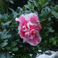 Azalea California Doll (Double Flower) Plant