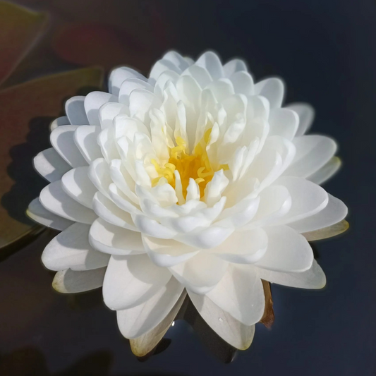 Malika Hardy Waterlily
