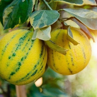 Variegated Malta Grafted Tree