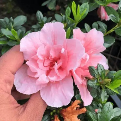 Azalea Light Pink Cock Flower Hybrid