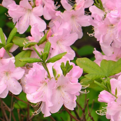 Azalea Light Pink (Double Flower) Plant