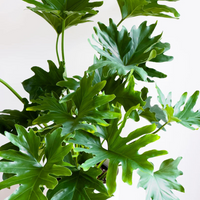 Philodendron Hope
