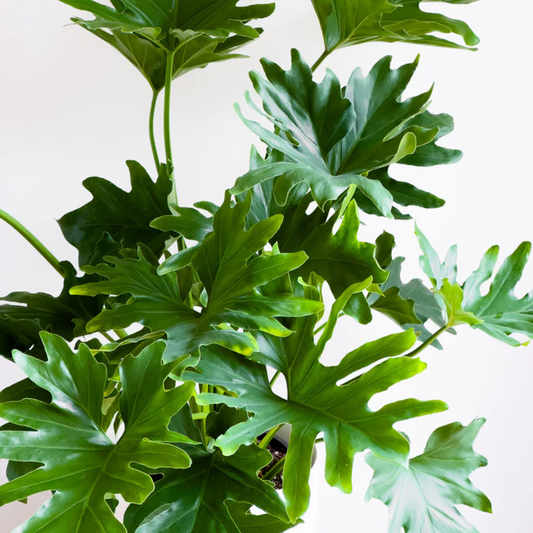 Philodendron Hope