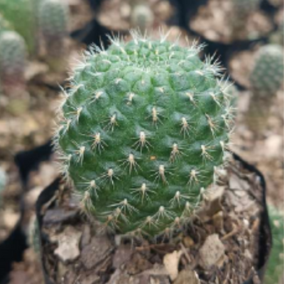 Sulcorebutia Cactus (Bare Rooted)