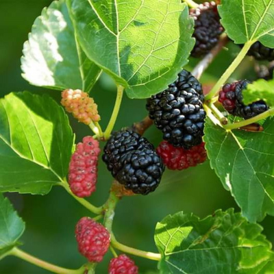 Short Mulberry Grafted Tree