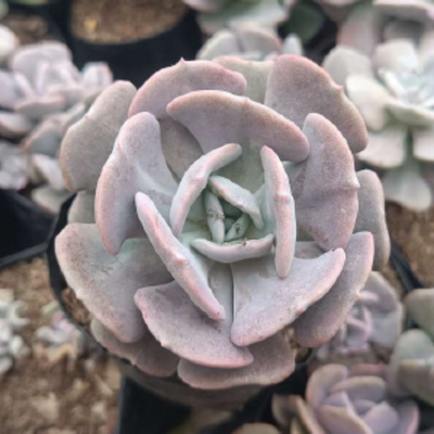Echeveria Cubic Frost (Bare Rooted)