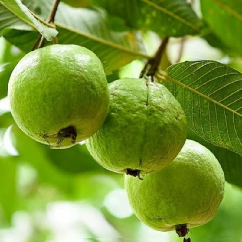 Thai Pink Guava Grafted Tree