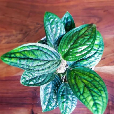 Monstera Peru Green