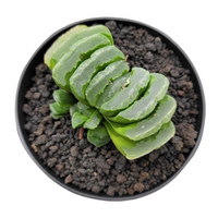 Haworthia Truncata Hybrid 002 (Bare Rooted)