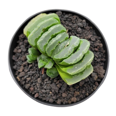 Haworthia Truncata Hybrid 002